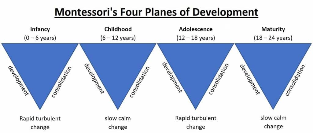 montessoris four stages of development